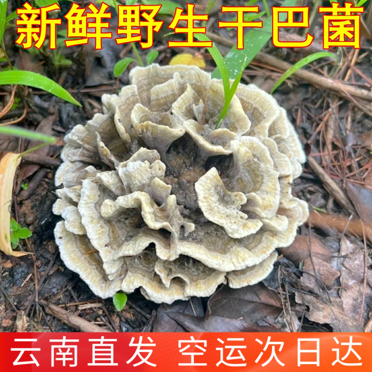 新鲜干巴菌野生菌云南美食农产品稀有食材爆炒味道香味独特干巴菌