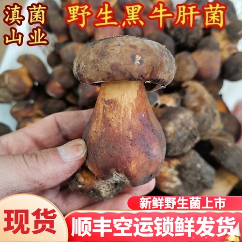 云南特产500克山珍野生黑牛肝菌