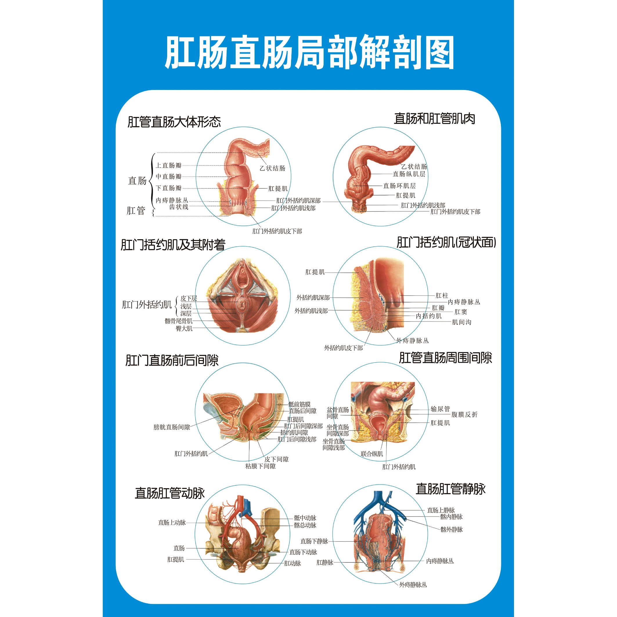 肛肠直肠局部解剖示意图痔疮肛肠人体器官疾病图医学宣传知识海报