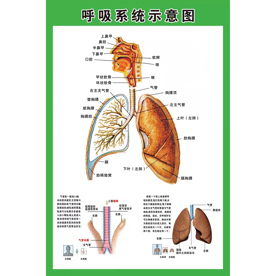 呼吸系统示意图医院人体解剖图肺部呼吸系统海报画疾病预防展板