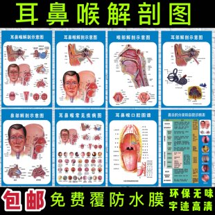 耳鼻喉解剖示意图医院大挂图人体经络穴位图中医养生保健海报贴画