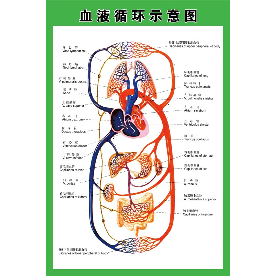 血液循环系统示意图人体解剖海报 肌肉骨骼神经血管医院分布图