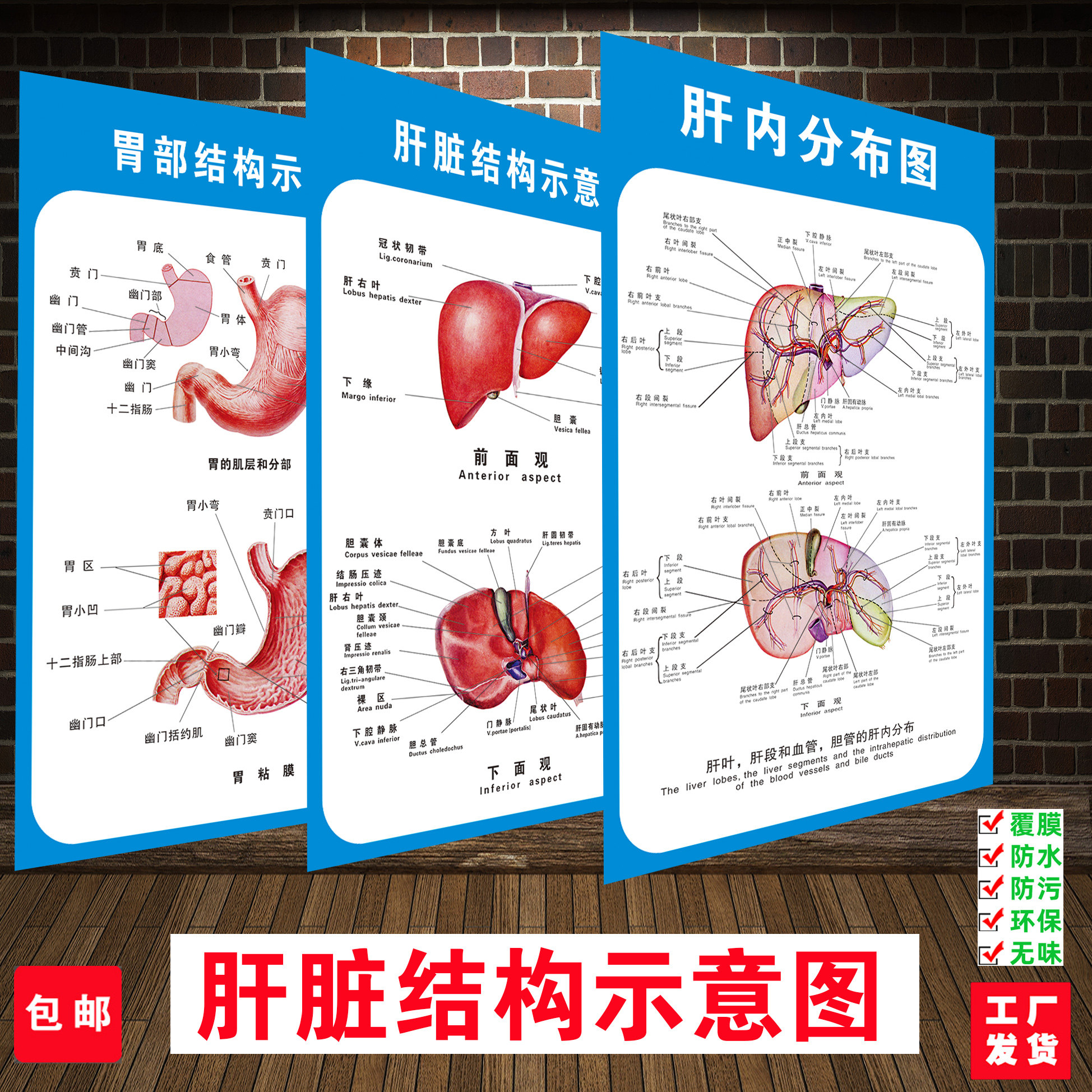 肝脏解剖示意图医院人体解剖大挂图医学海报画疾病预防展板墙贴纸