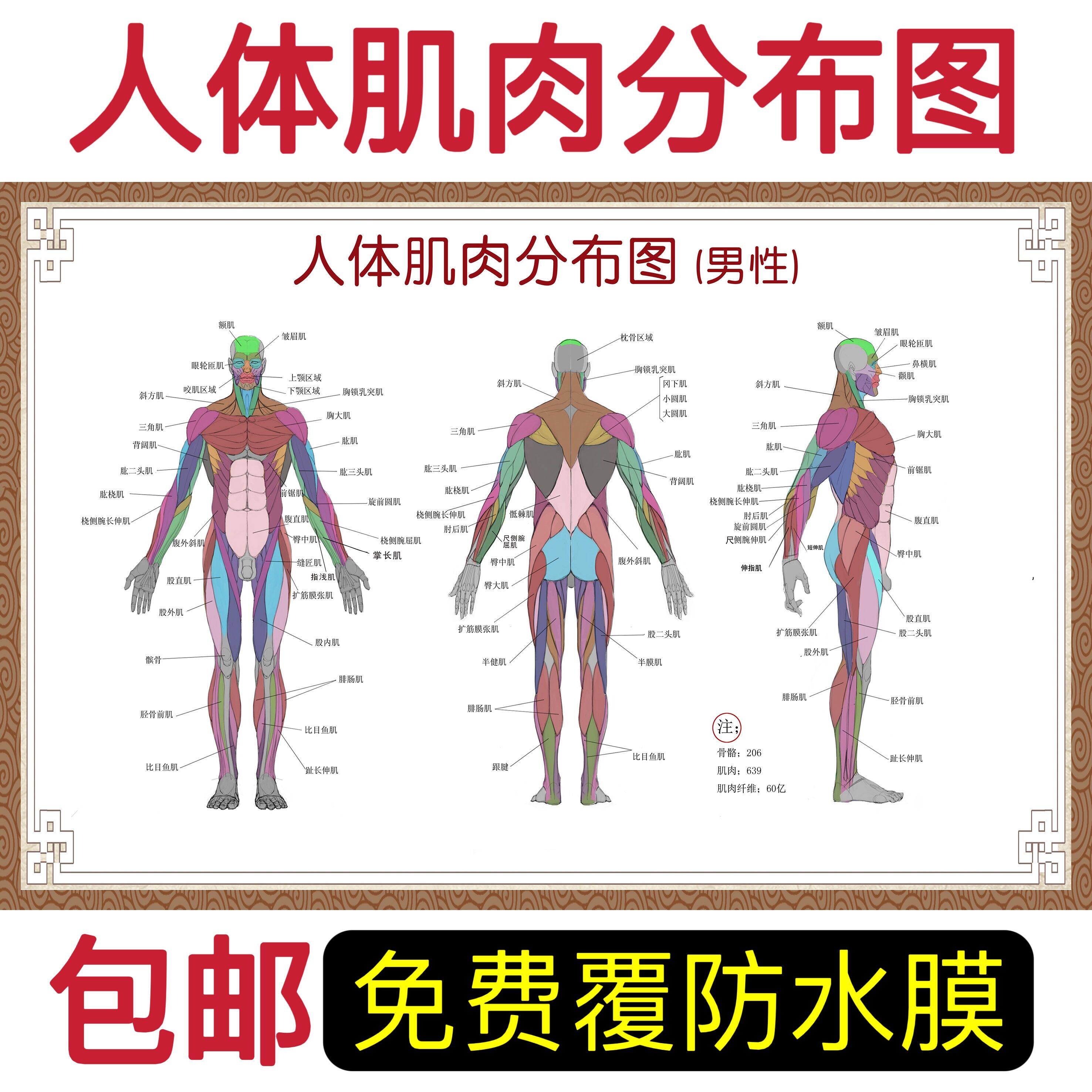 医院全身人体肌肉骨骼器官内脏解剖大挂图男性肌肉分布图海报定制