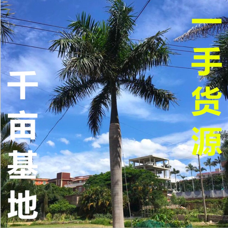 绿化树苗大王椰树苗大王棕树苗大王苗木四季常青庭院别墅风景树苗