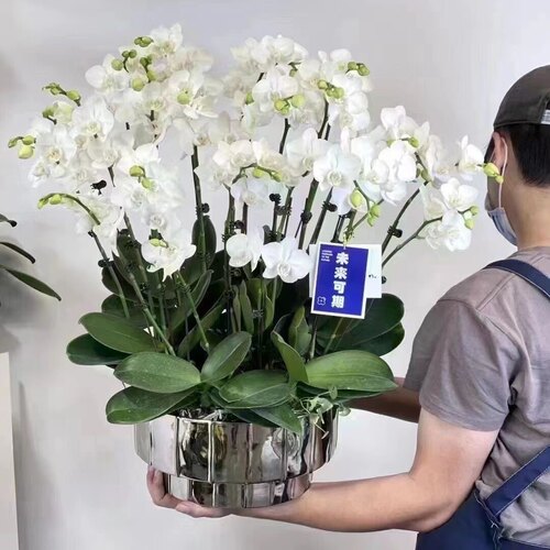 蝴蝶兰花苗带花剑带花苞盆栽兰花大苗客厅室内植物花卉四季好养活