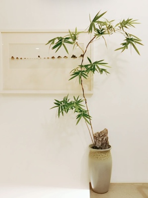 观音竹盆景米竹竹子盆景