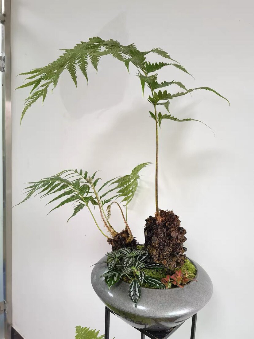 蕨类植物盆栽一叶蕨类盆景麒麟蕨桌面绿植