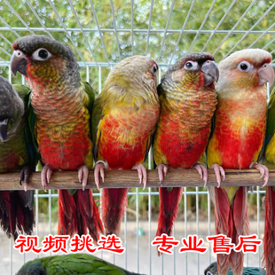 小太阳鹦鹉凤梨黄边绿颊肉桂蓝化半毛雏鸟带标识上手活体可教说话