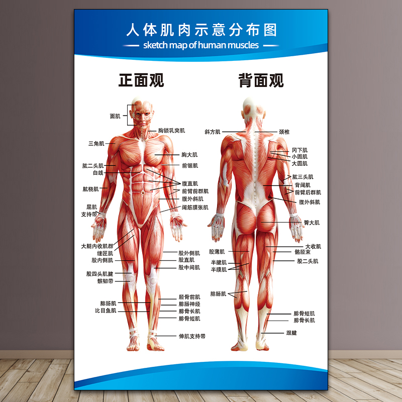 医院全身人体肌肉骨骼器官内脏解剖大挂图男性肌肉分布图海报横版-封面