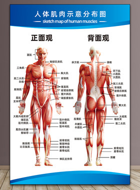 医院人体肌肉贴纸挂画