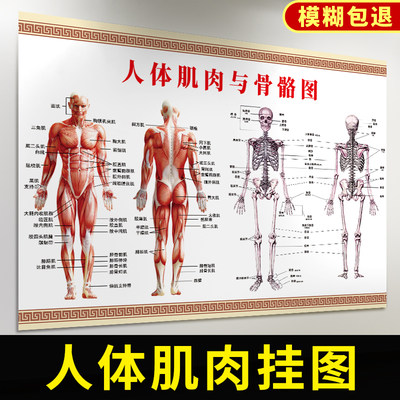 人体肌肉分布解剖图内脏