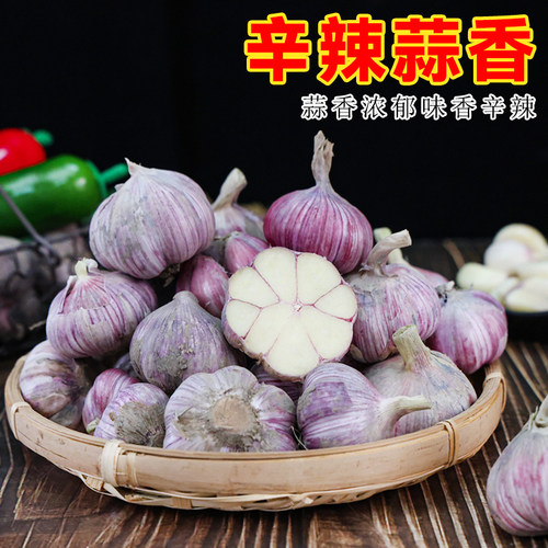 2026年正宗云南本地新鲜紫皮多瓣大蒜可吃可种植新蒜鲜蒜半干蒜头