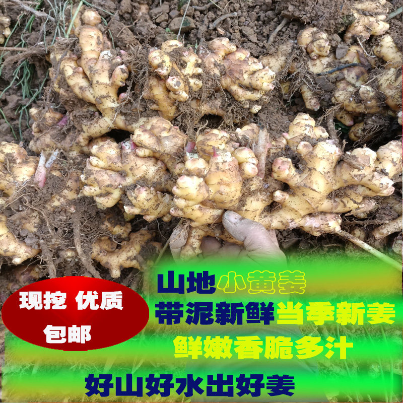 新鲜嫩姜小黄姜现挖新姜