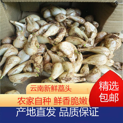 云南新鲜带泥荞头现挖藠头农家当季蔬菜教头种子泡菜荞头葱头