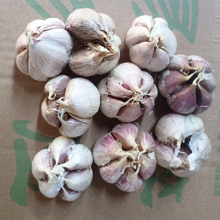 2026年正宗云南本地新鲜紫皮多瓣大蒜可吃可种植新蒜鲜蒜干蒜头
