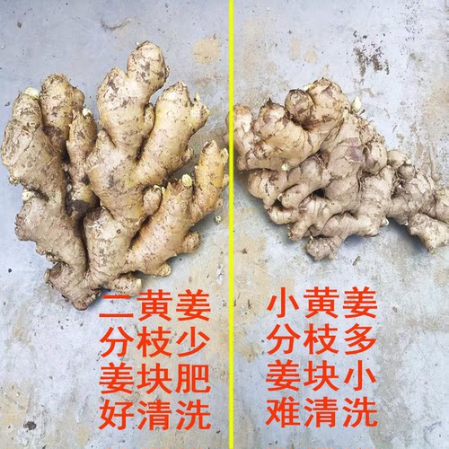 正宗云南二黄姜生姜大黄姜