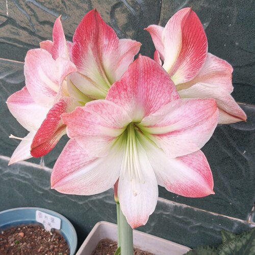 朱顶红自然球《苹果花，朱顶红新手入门好养皮实
