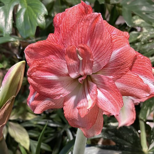 朱顶红自然球重瓣（日出）包对版好养护皮实