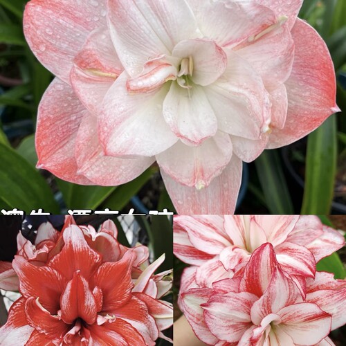 朱顶红自然球，重瓣，日出，霞光，火焰戴斯，漂亮女孩等好养皮实