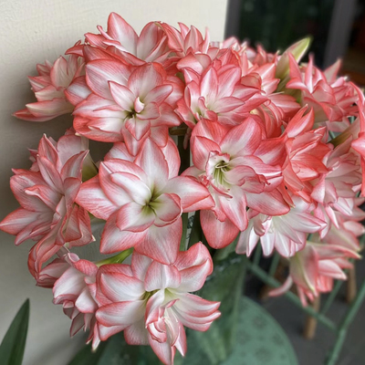 朱顶红重瓣《花孔雀》，朱顶红多年生新手入门好养皮实