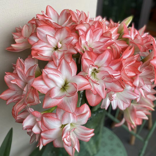 朱顶红重瓣《花孔雀》，朱顶红多年生新手入门好养皮实