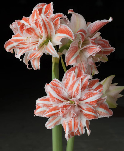 朱顶红《舞蹈皇后》，朱顶红包对版重瓣舞蹈皇后皮实好养护