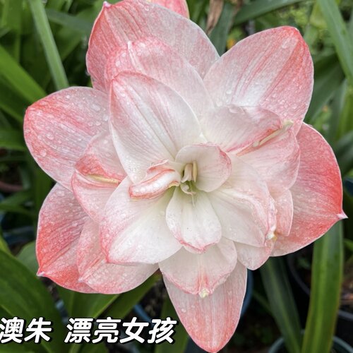 朱顶红重瓣（漂亮女孩）包对版新手入门好养皮实