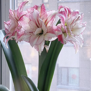 朱顶红安吉拉,朱顶红新手好养皮实