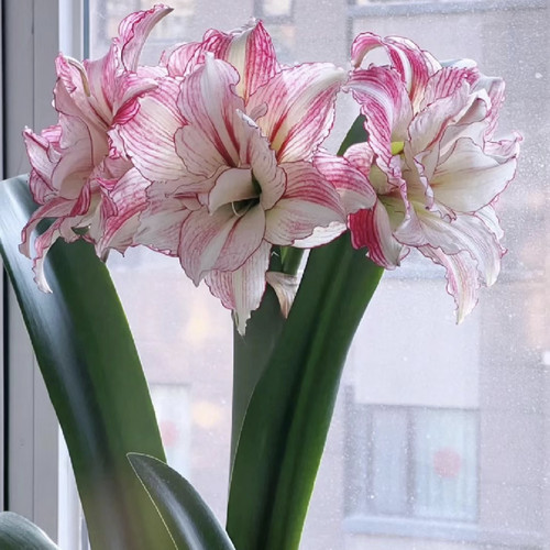 朱顶红安吉拉，朱顶红新手好养皮实