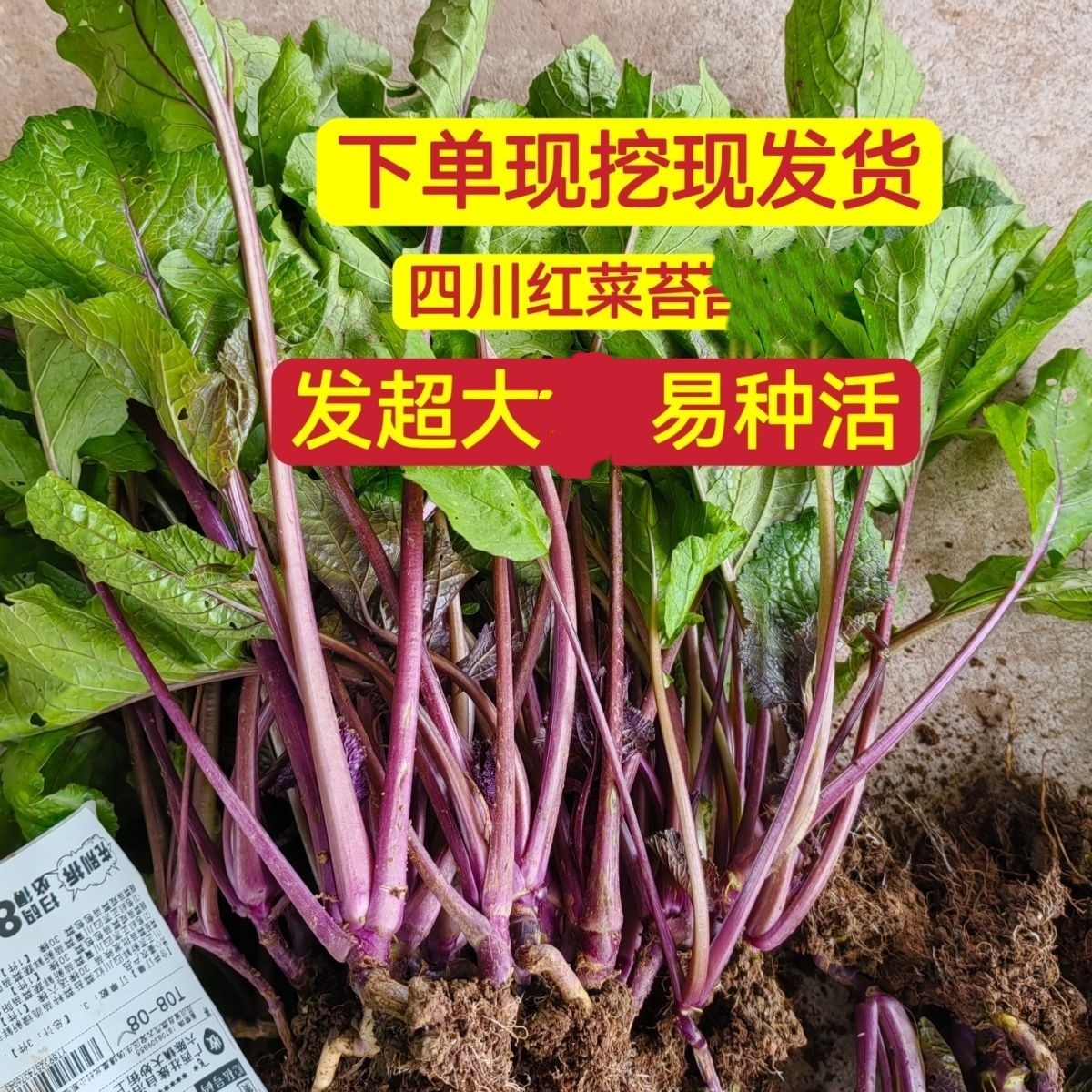正宗四川红菜苔苗农家紫菜苔种苗红菜苔种子苗新鲜冬季蔬菜苗种苗