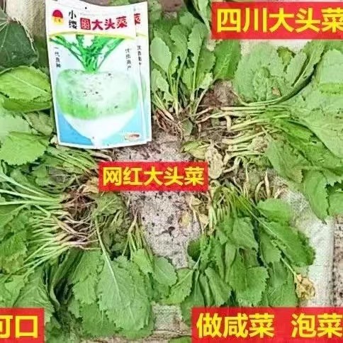 四川自贡大头菜种苗四川芥菜疙瘩根用芥菜腌制泡菜蔬菜苗带根带泥