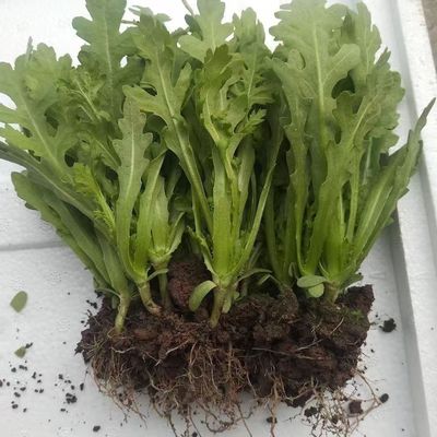 四川小叶茼蒿菜四季茼蒿菜苗皇帝菜菜茼蒿冬天菜苗秧苗冬季菜秧苗