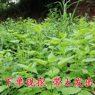 新鲜藿香种子食用藿香盆栽原土霍香苗五香叶鱼香种子阳台庭院蔬菜