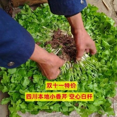 正宗四川本地小香芹苗小白芹菜种苗老品种芹菜菜苗种苗空心芹菜苗