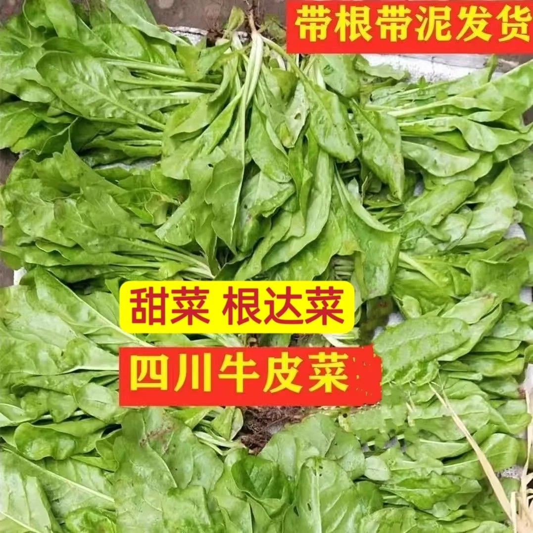 四川露天牛皮菜厚皮宽皮甜菜秧苗新鲜当季菜牛皮菜苗白杆青杆随机