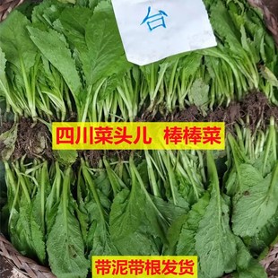 四川冬天菜苗秧苗新鲜薄皮特大棒棒菜苗活苗耐寒新鲜蔬菜秧菜苗