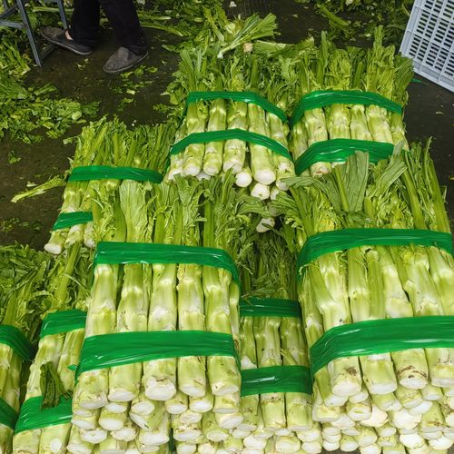 双十二冲量四川棒棒四川菜菜头儿超大重大重庆蔬菜煮汤煎炒冬季秧