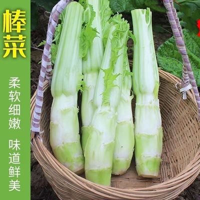 双十一特价四川棒棒四川菜菜头儿超大重大重庆蔬菜煮汤煎炒冬季秧