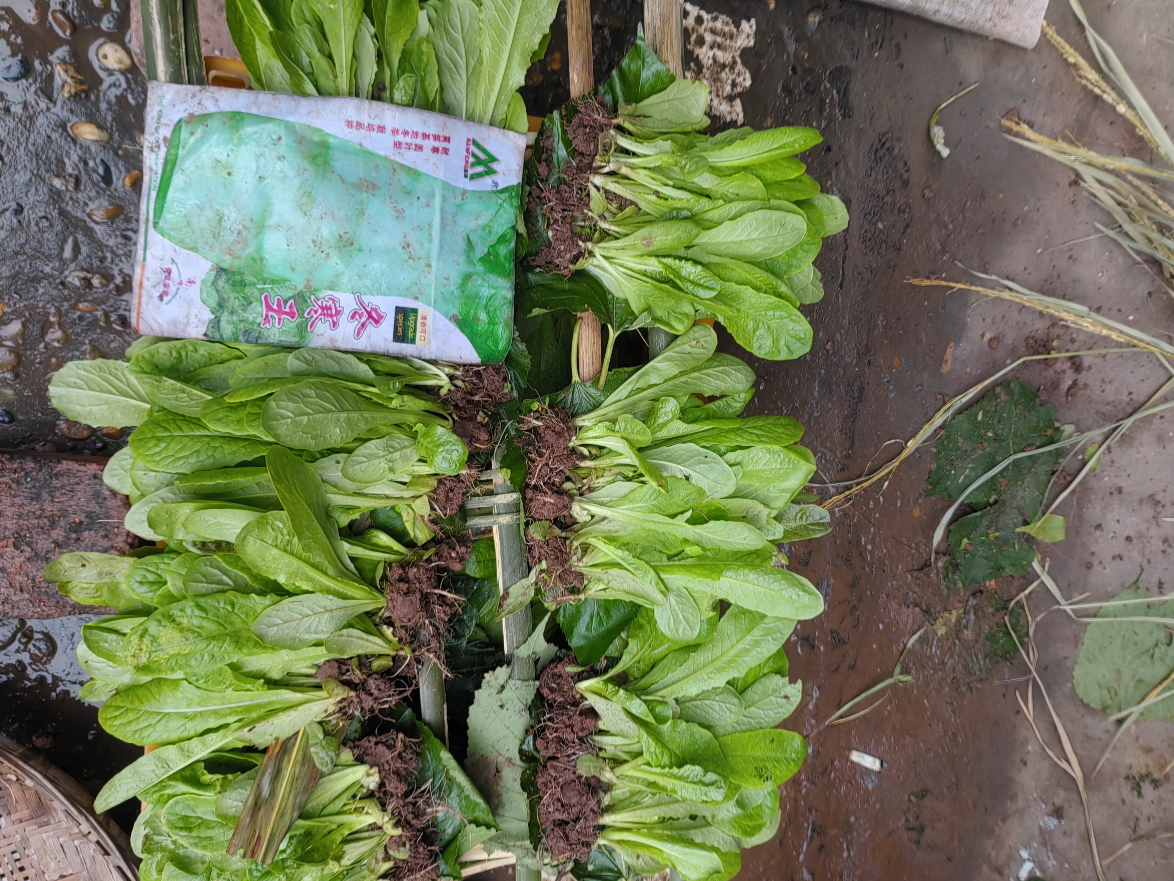 青皮青肉莴笋秧苗红皮莴笋苗带土发货莴苣幼苗新鲜冬季蔬菜秧苗