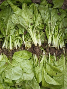 双十二四川白杆牛皮菜苗甜菜苗君达菜苗厚皮菜牛皮苗喂猪菜家禽