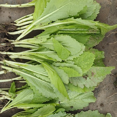 双十一特价四川棒棒四川菜菜头儿超大重大重庆蔬菜煮汤煎炒冬季秧