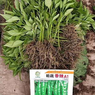 小米辣二荆条大辣椒朝天椒薄皮大青椒高产带根 四川农家新鲜当季