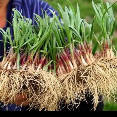 双十一四川小叶韭菜根秧苗蔬菜苗绿植盆栽家庭阳台种植地栽