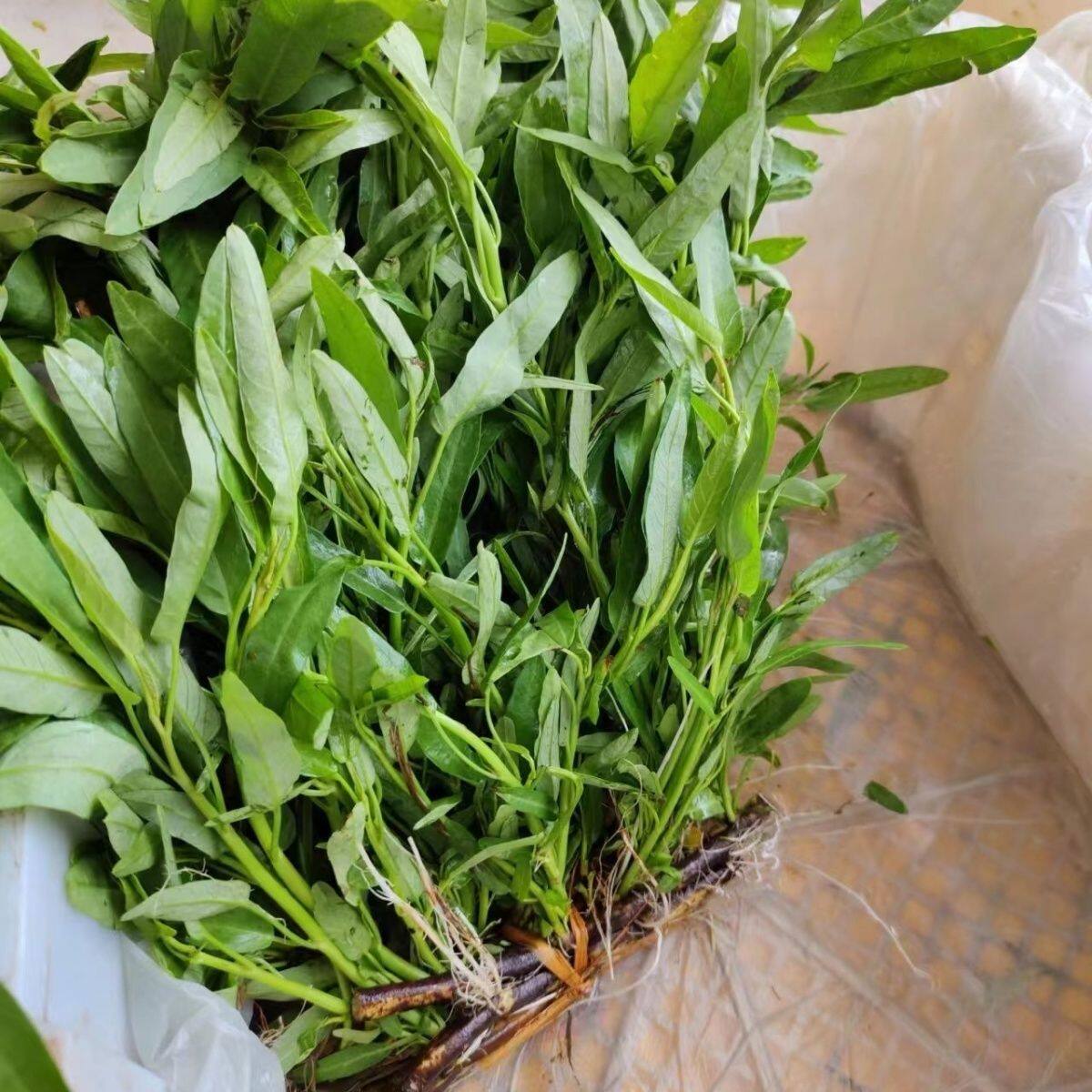 四川老品藤藤菜空心菜爬藤旱地过河菜脆嫩新鲜重庆空心菜水栽秧苗