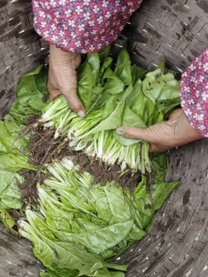 双十二四川白杆牛皮菜苗甜菜苗君达菜苗厚皮菜牛皮苗喂猪菜家禽
