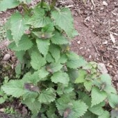 四川新鲜霍香苗叶叶鱼香调料作料带根带泥现挖庭院盆栽四川藿香苗