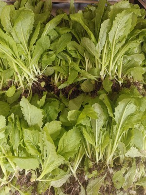 双十二冲量四川棒棒四川菜菜头儿超大重大重庆蔬菜煮汤煎炒冬季秧