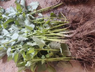 新鲜藿香种子食用藿香盆栽原土霍香苗五香叶鱼香种子阳台庭院蔬菜