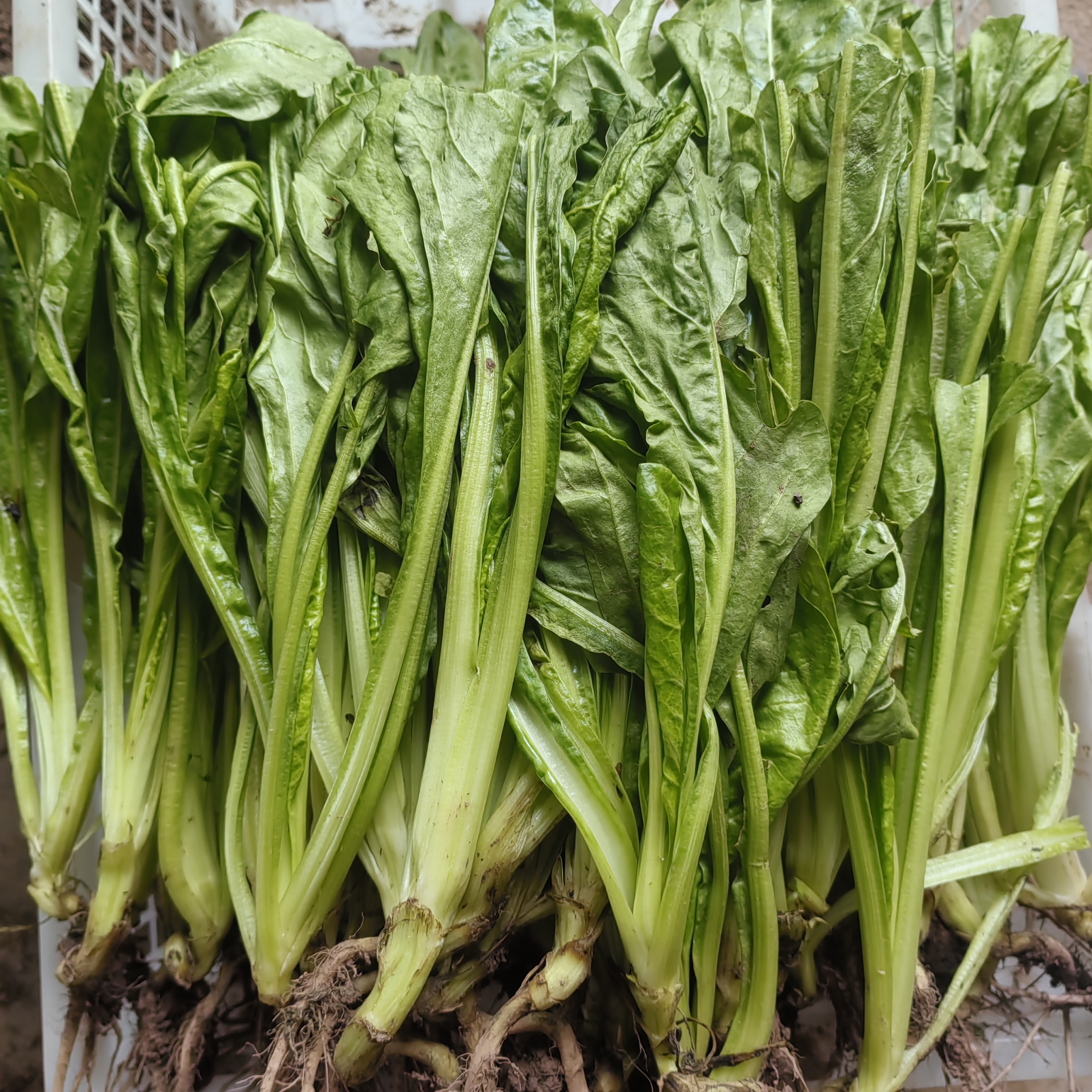 四川露天牛皮菜厚皮宽皮甜菜秧苗新鲜当季菜牛皮菜苗白杆青杆随机